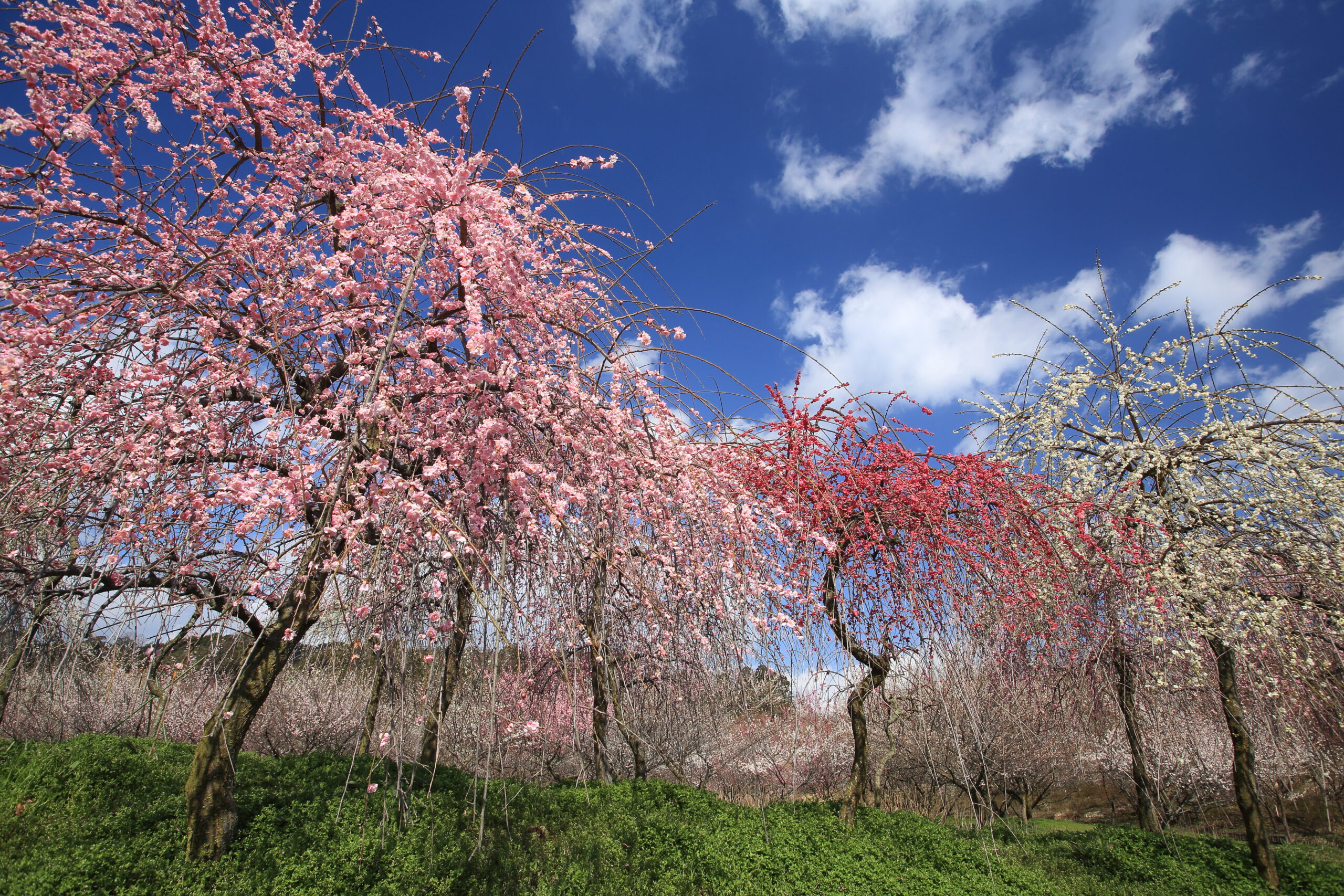 3月初旬に[鈴鹿の森庭園]で<br>今年の梅を撮るぞー!!