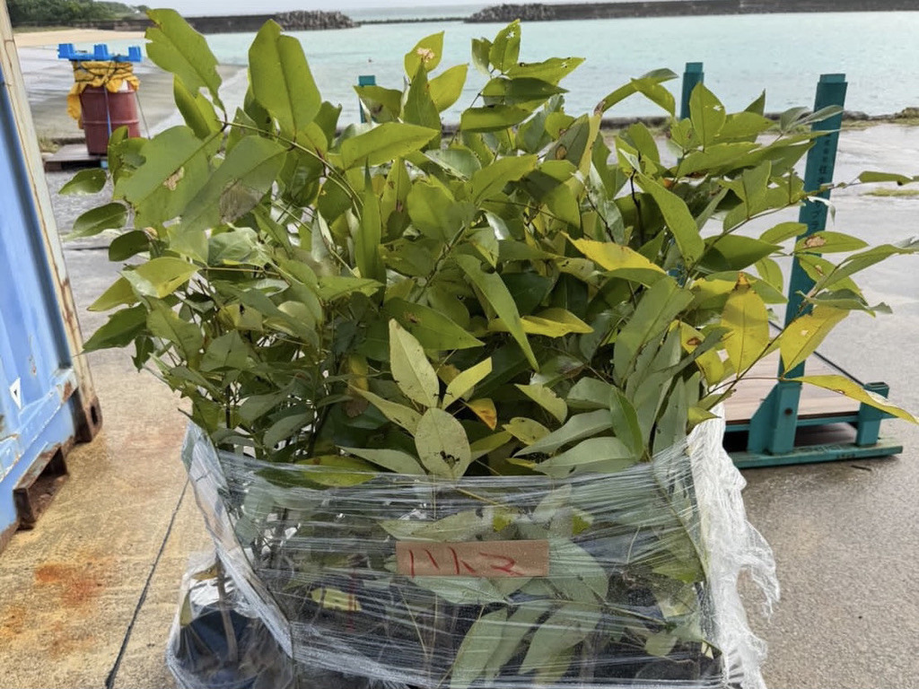 ゴールデンシャワー